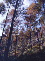 唐松の林