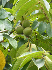 胡桃の木の実